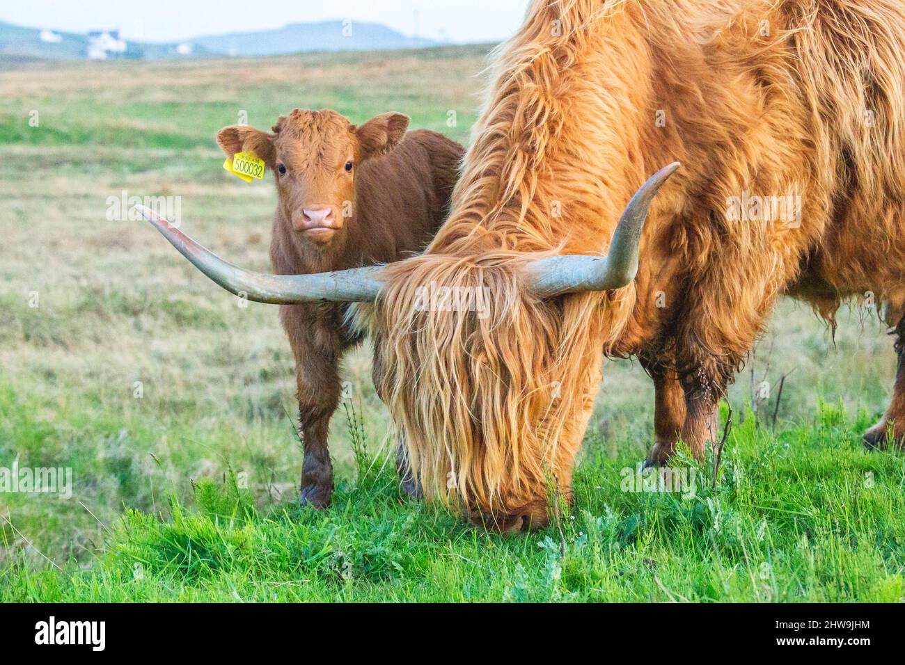 Mother and son scottish highland cow bull in field, Scotland UK Stock Photo