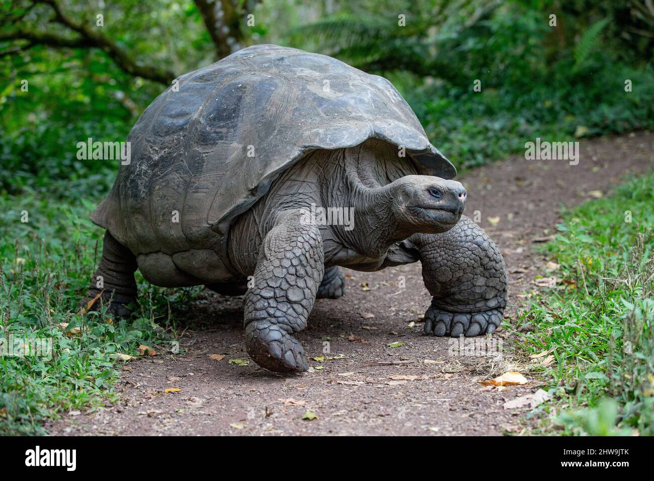 Standing Galapagos Giant Tortoise on trail on Santa Cruz Island, Galapagos Islands Stock Photo