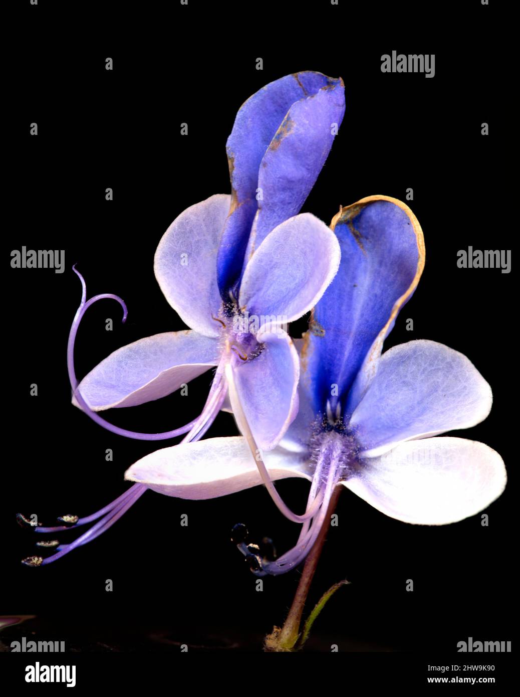 closeup focus stacked image of blue butterfly plant (Clerodendrum ugandense) flower Stock Photo