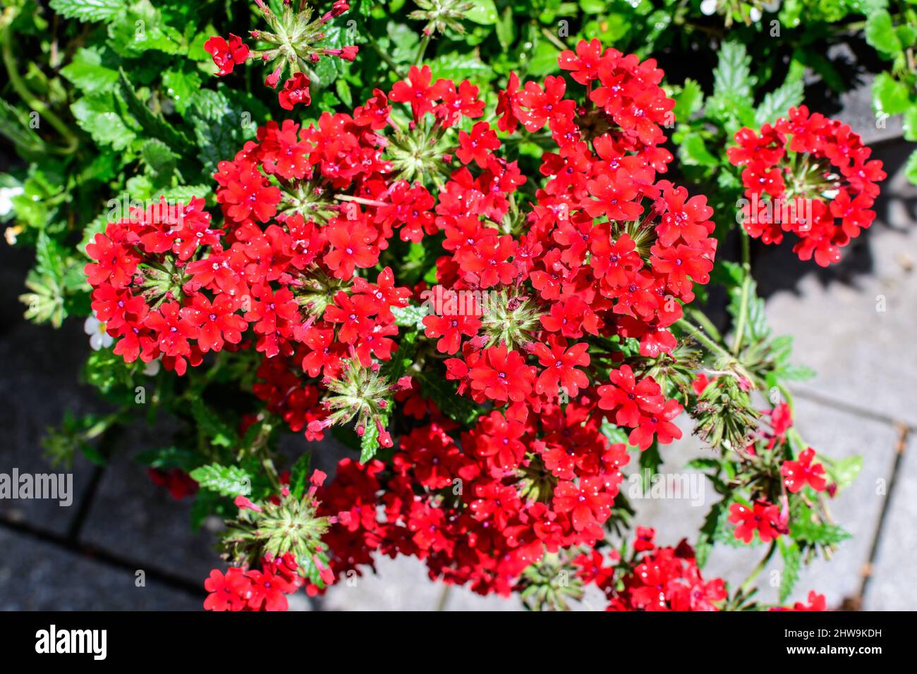Many delicate vivid red flowers of Verbena Hybrida Nana Compacta plant, in a sunny summer garden, top view of beautiful outdoor floral background phot Stock Photo
