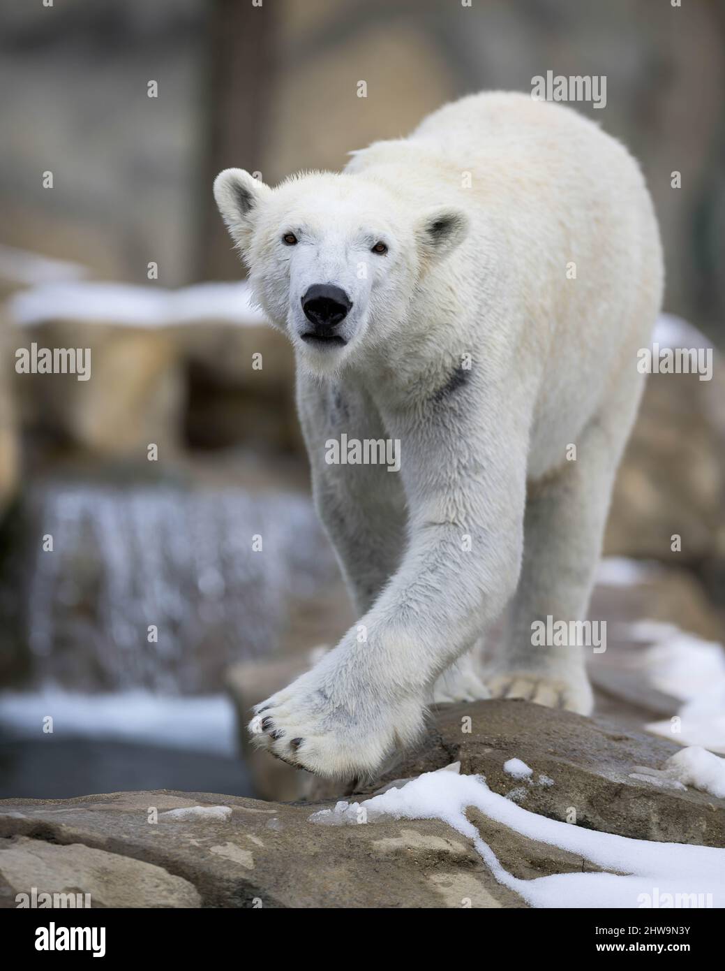 Female polar bear (Ursus maritimus) walking on rocky surface in winter Stock Photo