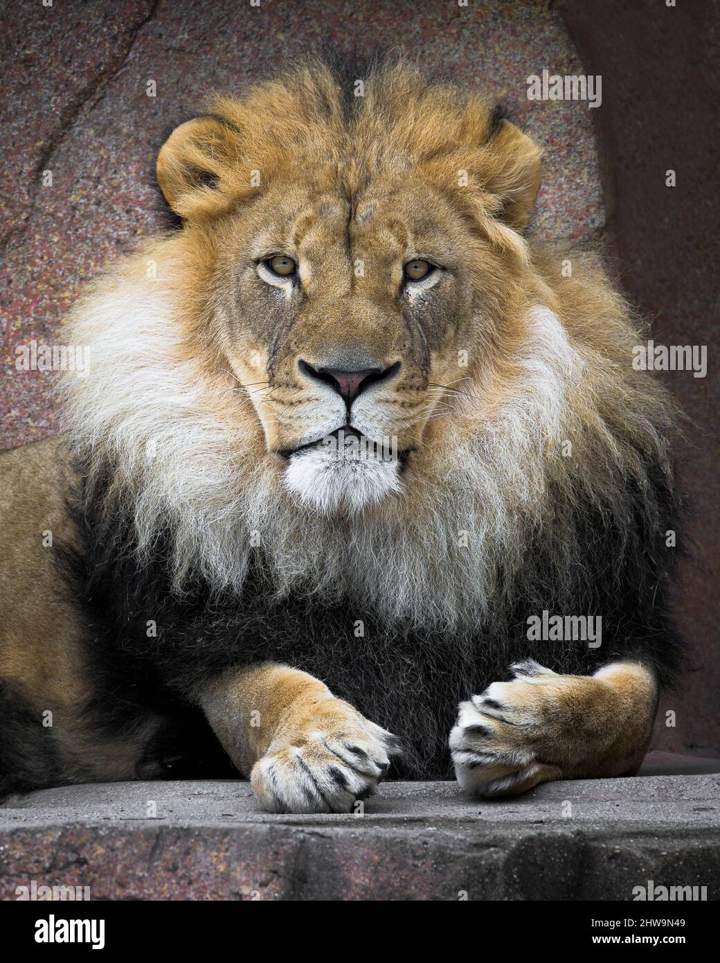 mResting Male African lion (Panthera leo) close up portrait Stock Photo ...
