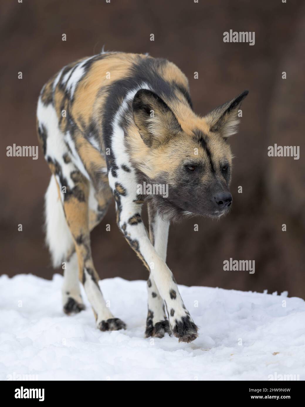 African Painted Dog (Lycaon pictus) at the Brookfield Zoo in Brookfield, Illinois on February 9, 2022 Stock Photo