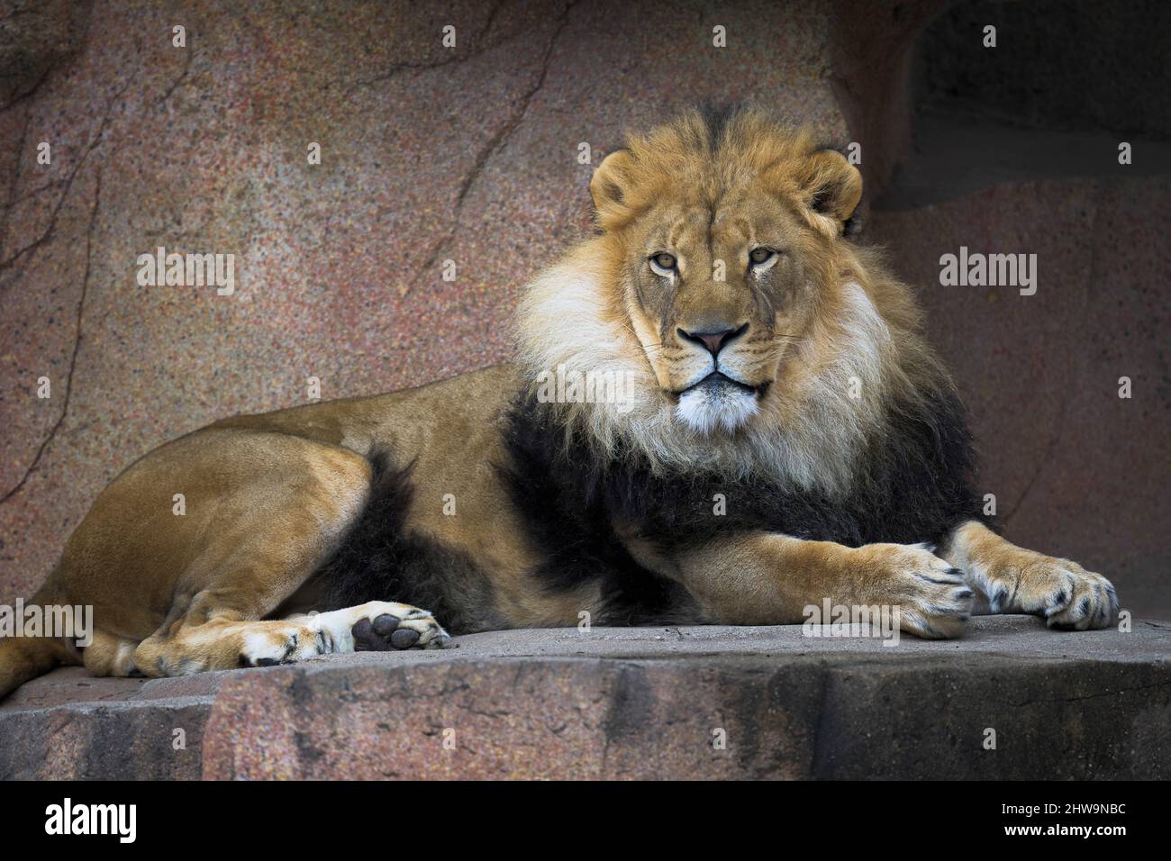 mResting Male African lion (Panthera leo) close up portrait Stock Photo