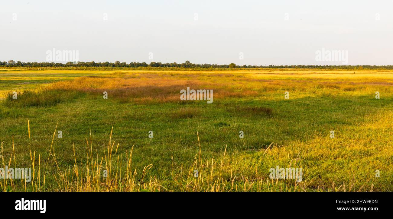 Scenic grassy field with trees and blue sky Stock Photo - Alamy