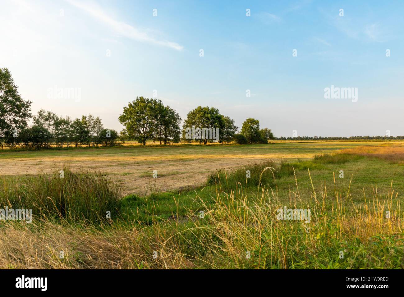 Scenic grassy field with trees and blue sky Stock Photo - Alamy