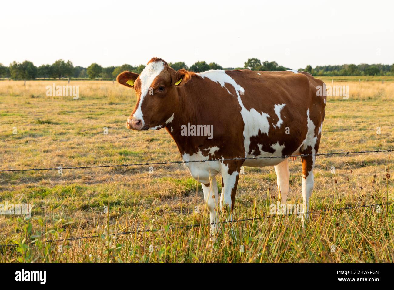 Brown and white cow behind a barbed fence at a field Stock Photo - Alamy