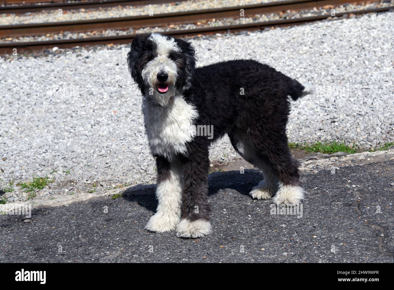 White curly dog hi res stock photography and images Page 9 Alamy