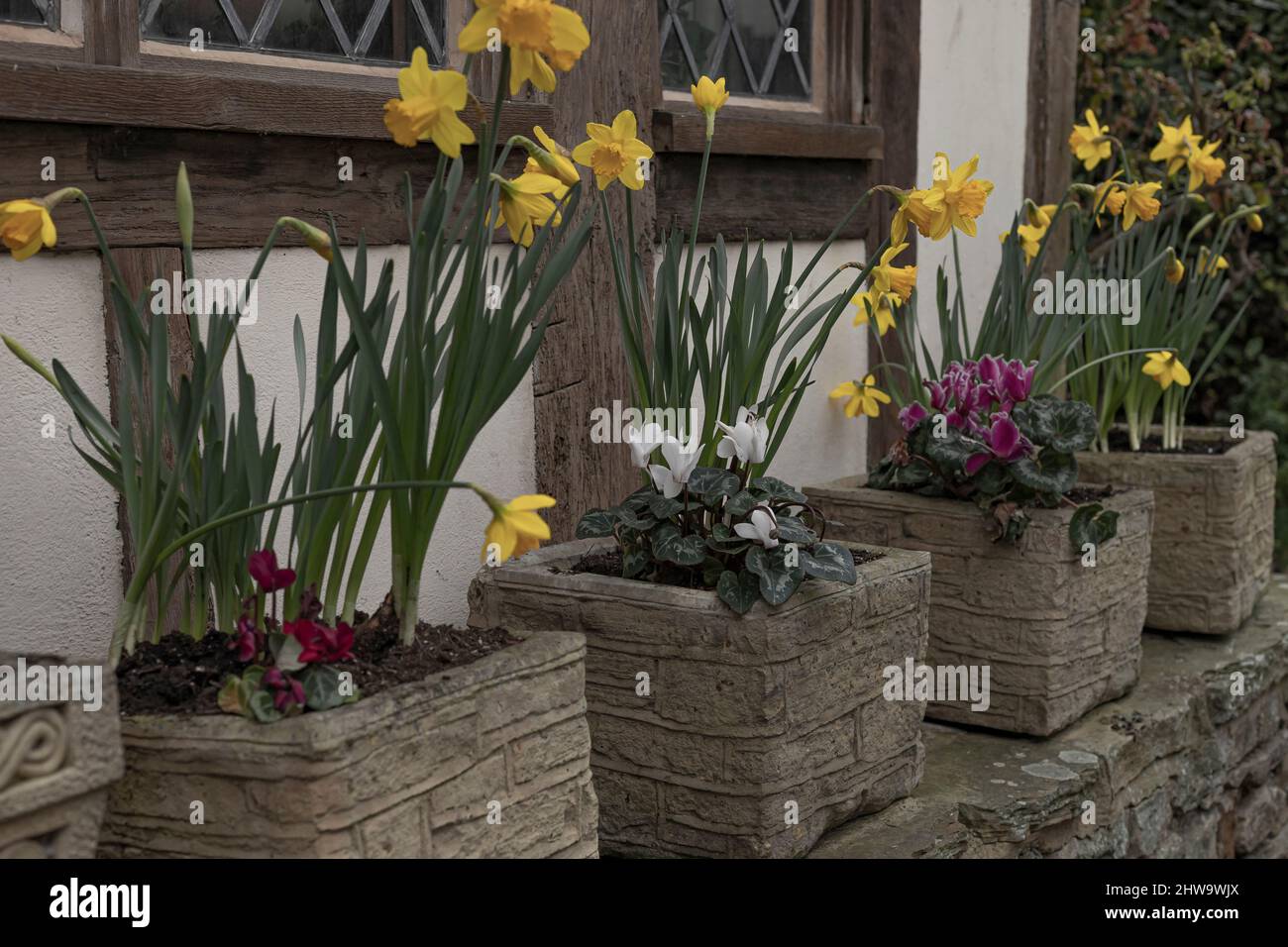 Stone troughs with spring flowers including narcissus, daffodils, cyclamen on a wall all blooming in the early spring weather Stock Photo
