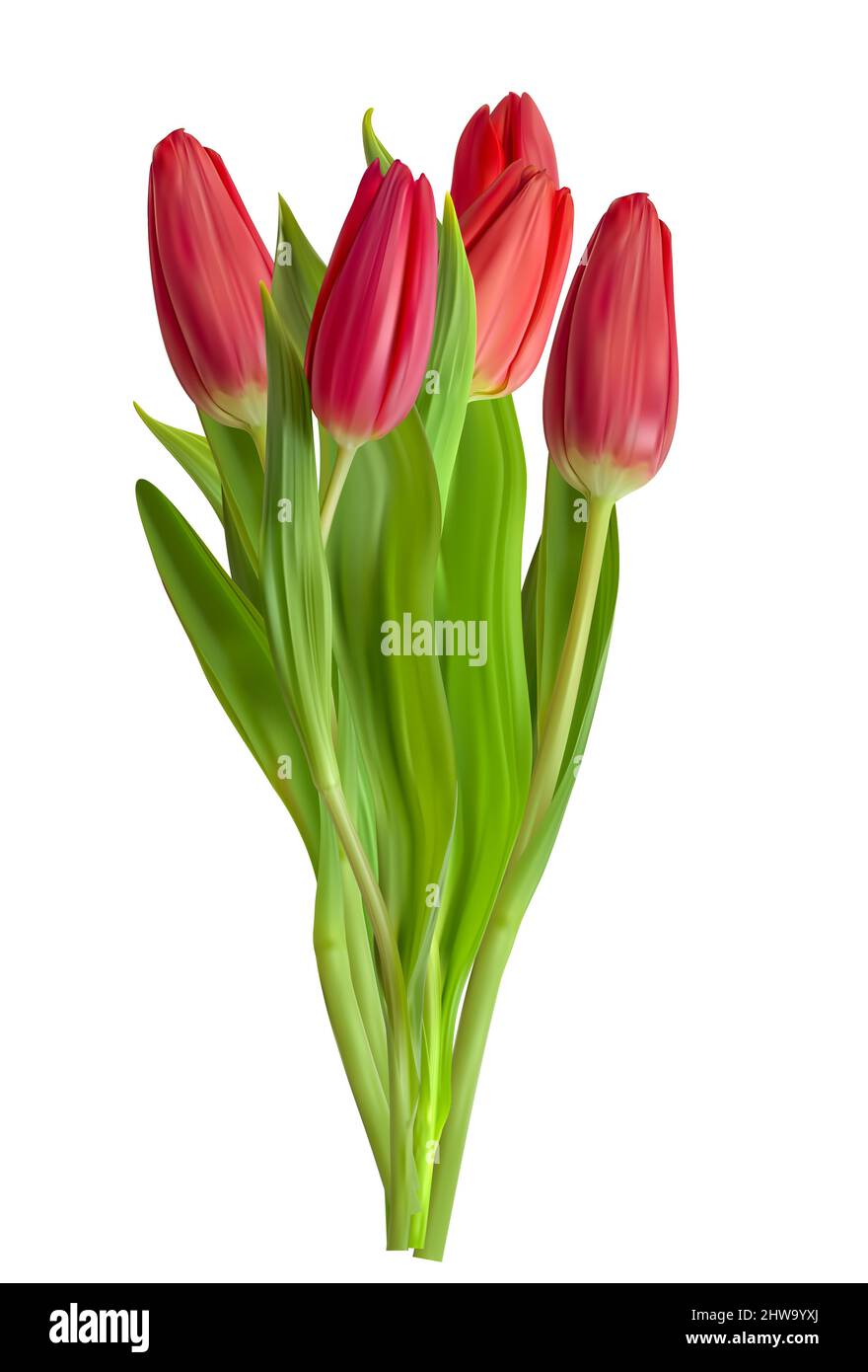 Realistic Red Tulips Flower Isolated on White Background. Illustration ...