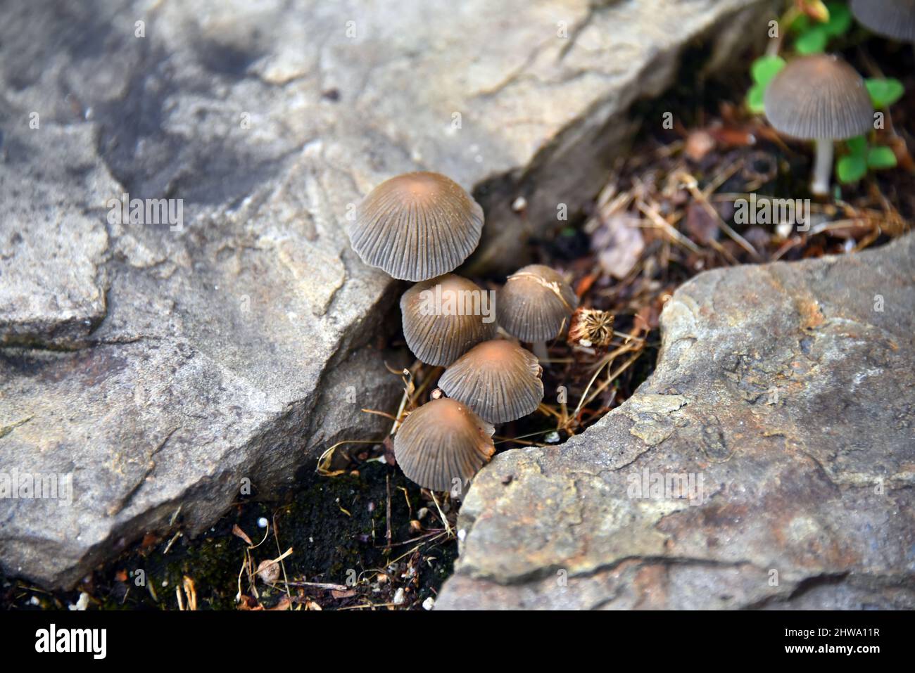 Tiny mushrooms sprout in the dirt between a crack in the sidewalk.  Cluster of brown mushroom caps cling to the soil. Stock Photo