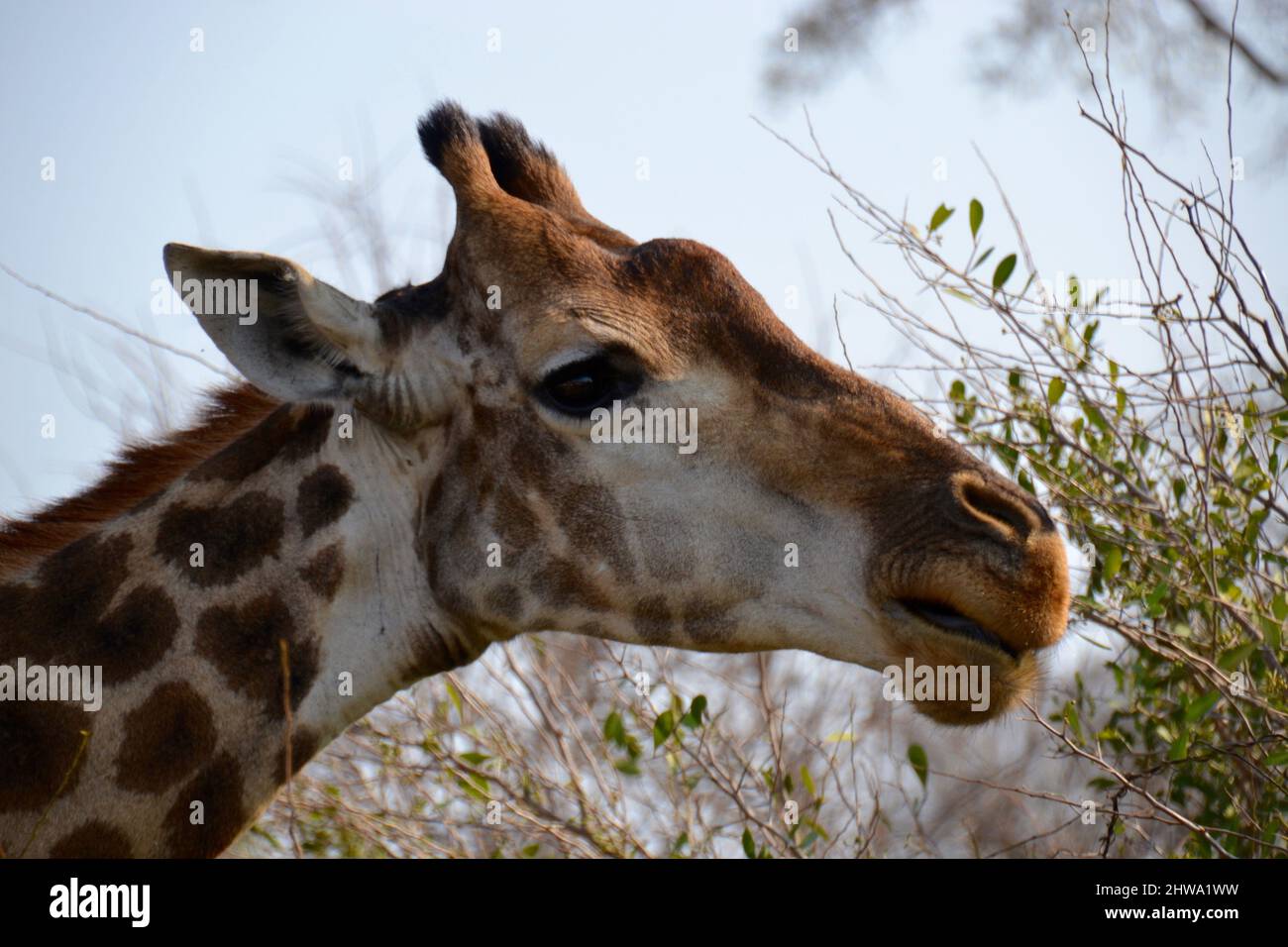 Close up head shot of a giraffe in the wild in Kruger National Park Stock Photo