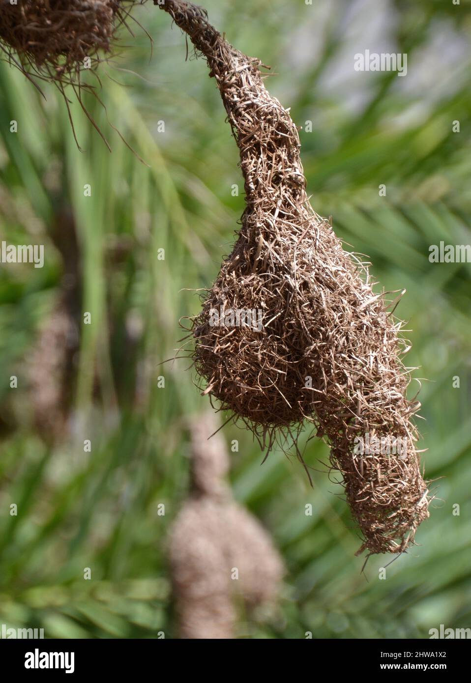 Humorous nest of the masked weaver bird in South Africa forms the shape of a penis and testicles as it hangs from a tree in South Africa's Kruger Park Stock Photo