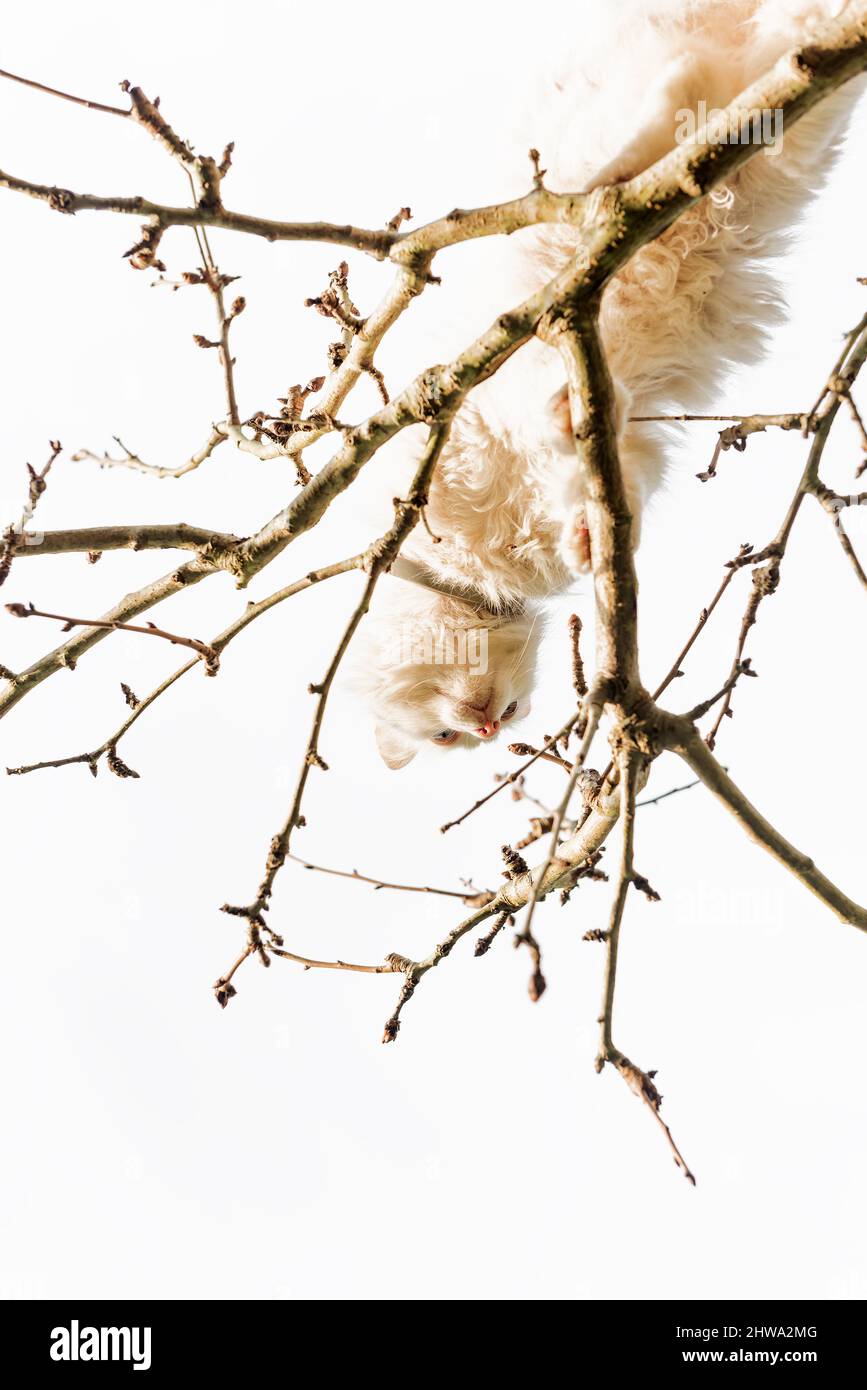 cat up a tree. high key image Stock Photo Alamy