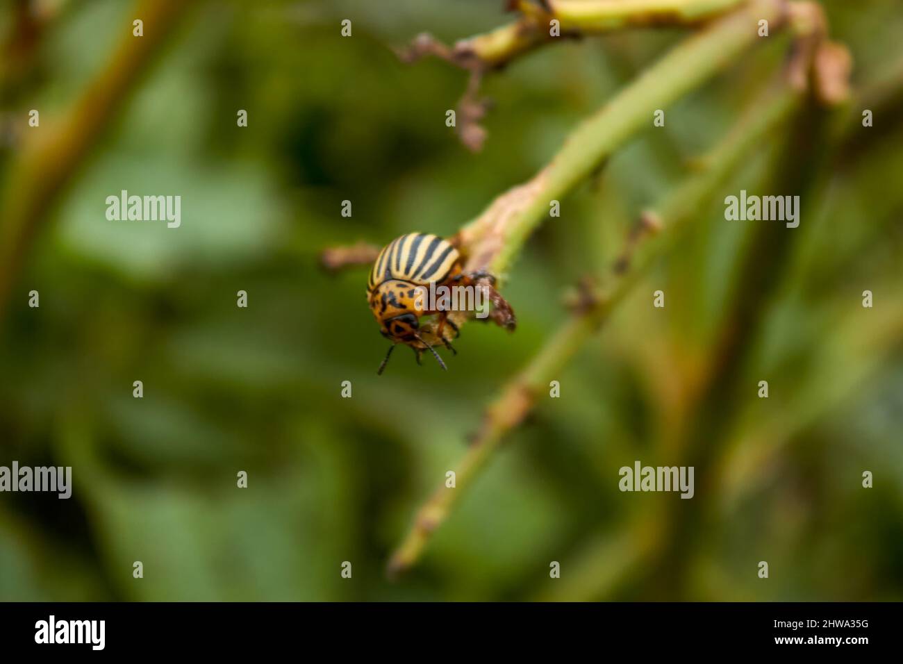 A Colorado potato beetle on a potato bush. Eaten potato stalk. Pests of ...