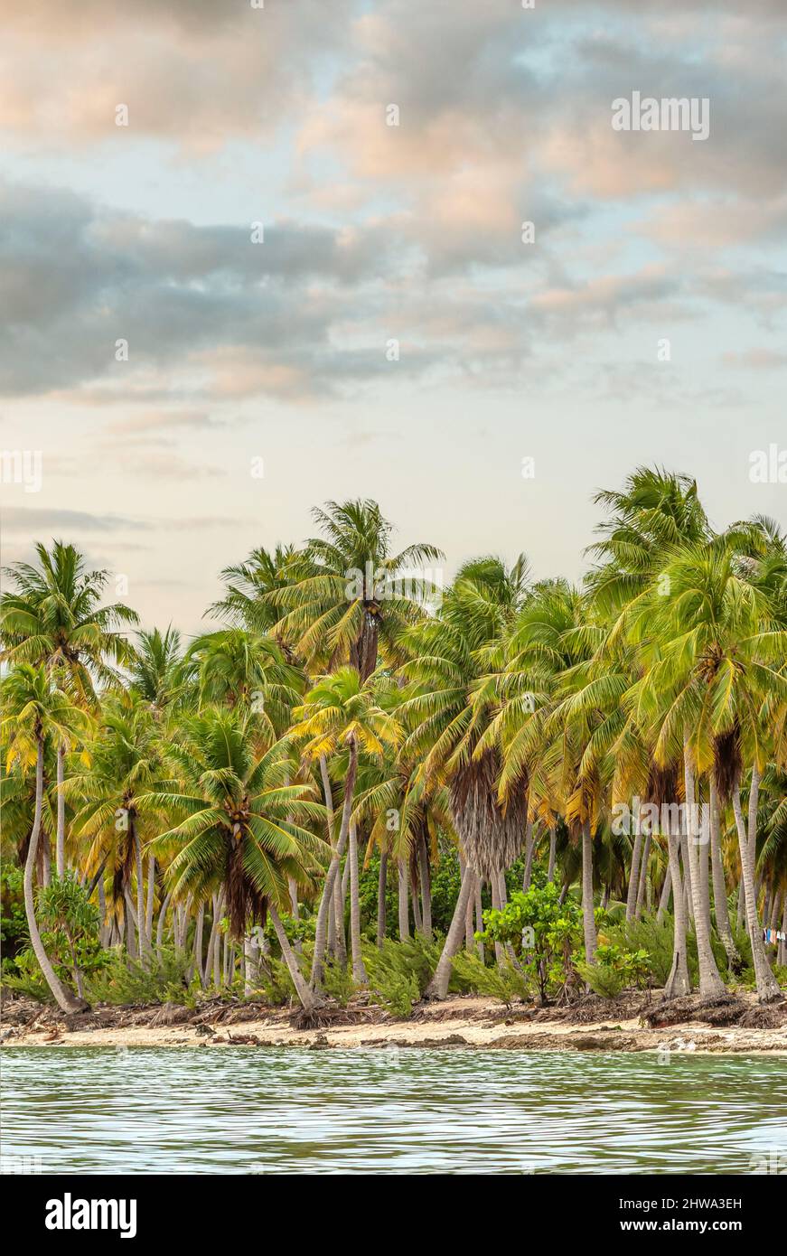 Coastline with Palm trees at the Tuamotu Islands, French Polynesia Stock Photo