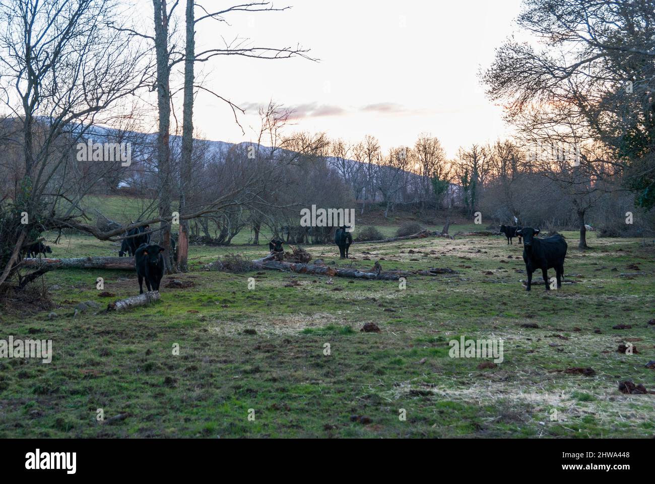 group of black cows grazing in field with fallen trees at sunset ...