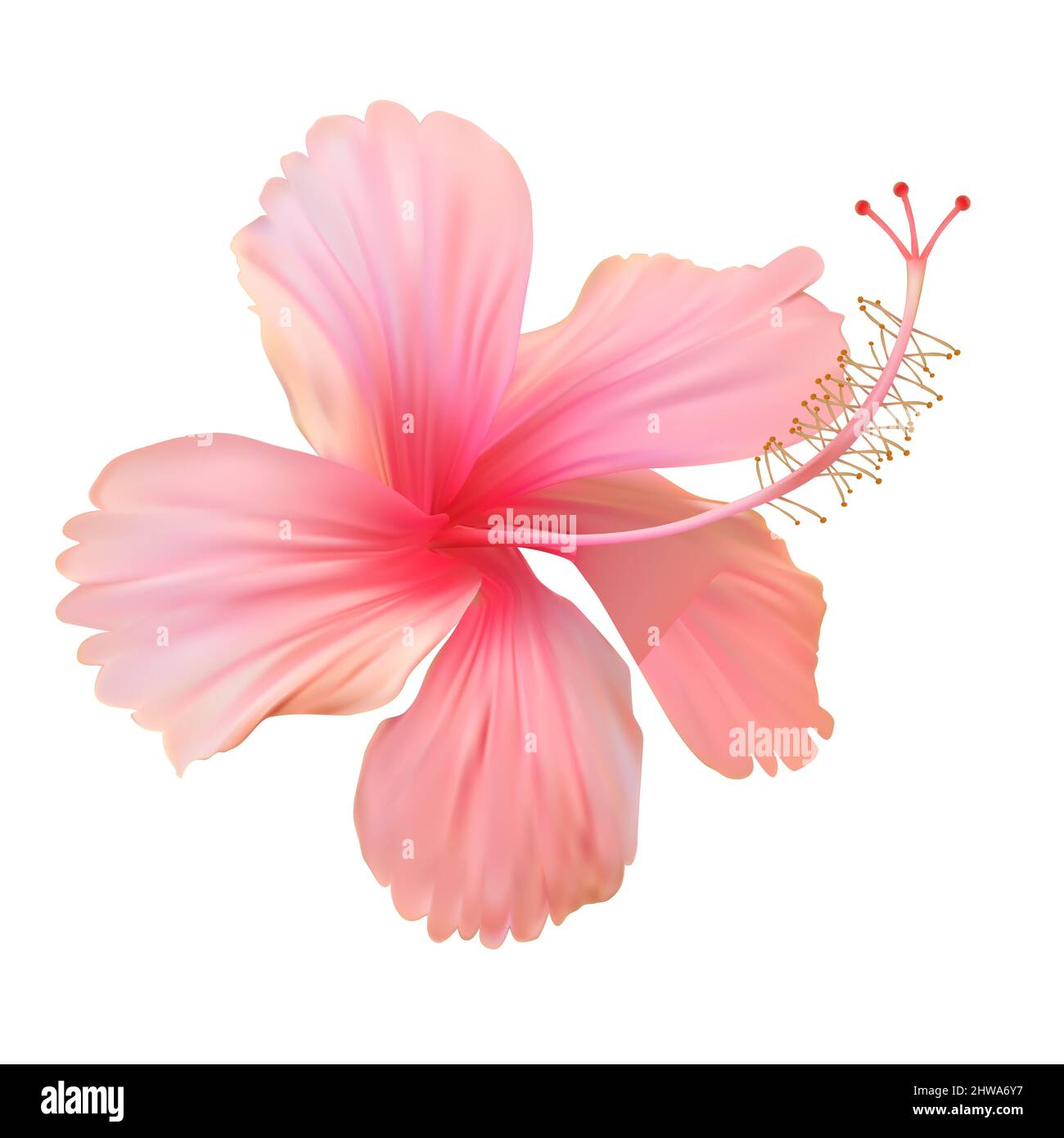 Pink hibiscus flower isolated on white background. illustration Stock