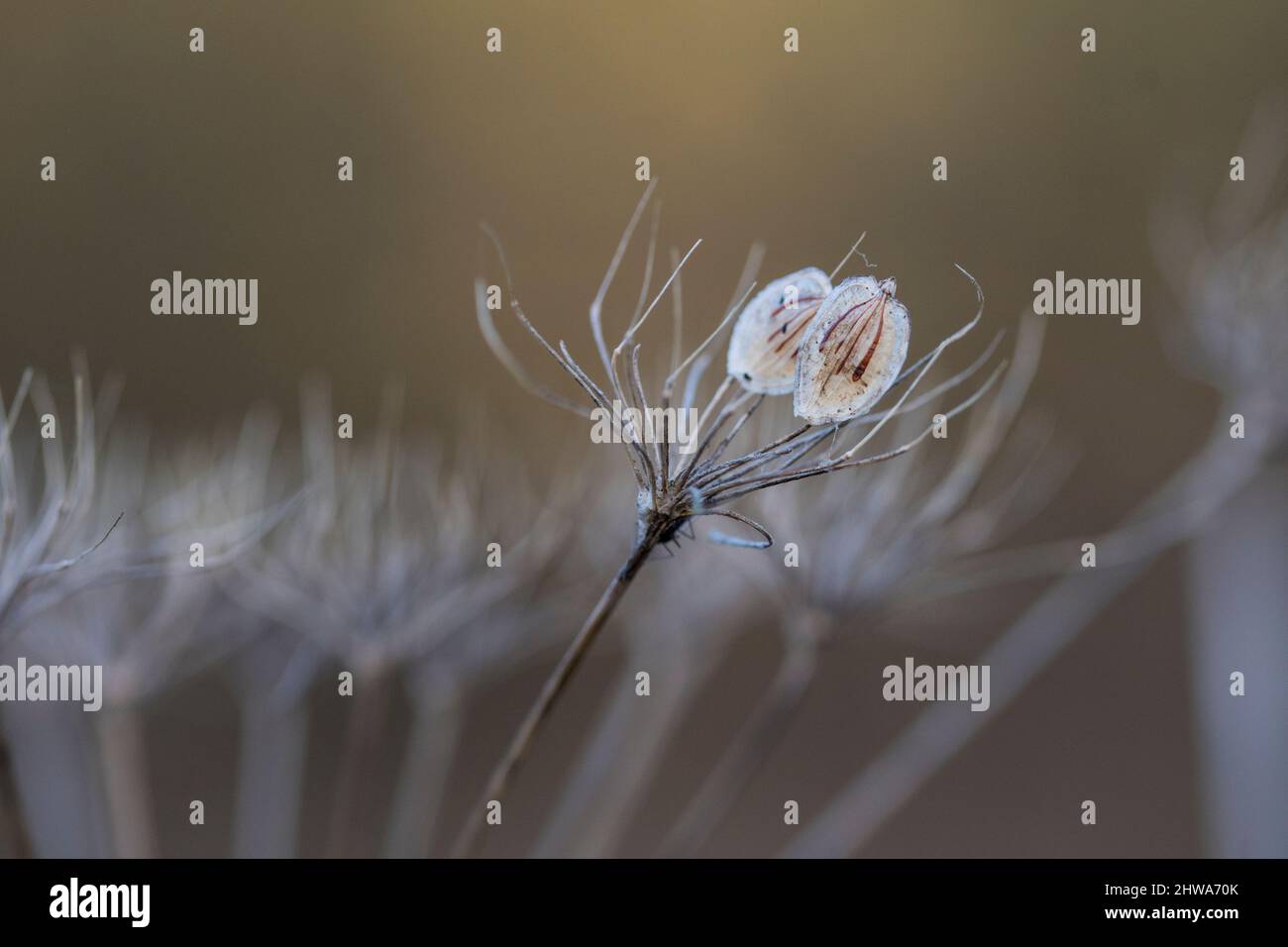 Cow parsley (Anthriscus sylvestris) seed heads Stock Photo