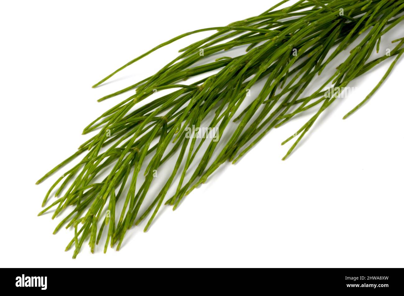 field horsetail (Equisetum arvense), stem, cut out, Germany, Bavaria