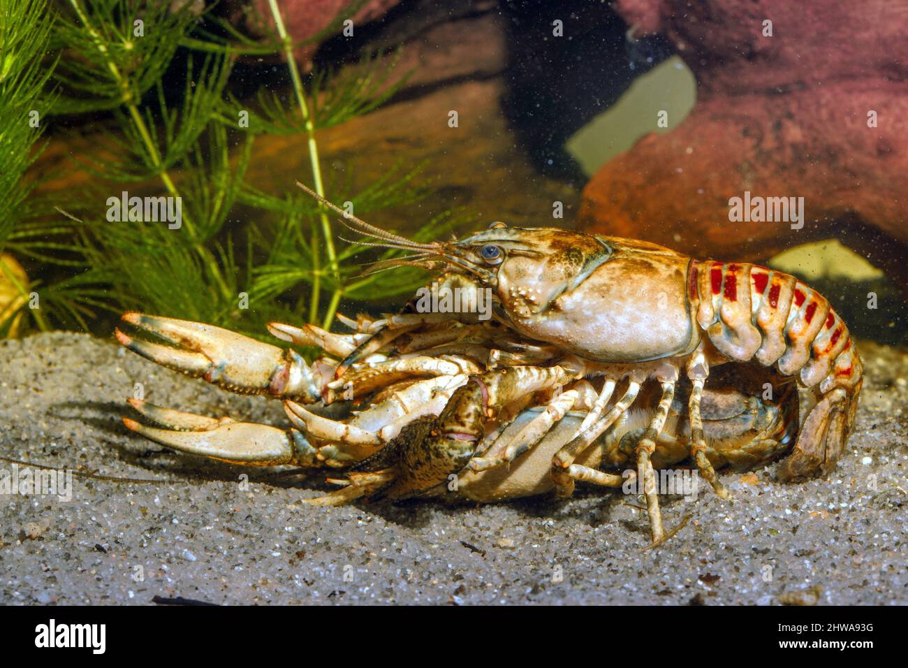 Spinycheek crayfish, American crayfish, American river crayfish, Striped crayfish (Orconectes limosus, Cambarus affinis), mating, side view, Germany, Stock Photo