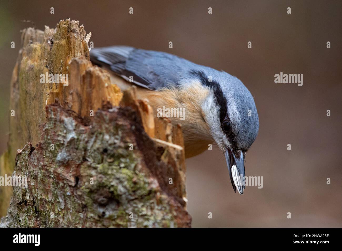 Eurasian nuthatch (Sitta europaea), with a sunflower seed in the bill, Germany Stock Photo