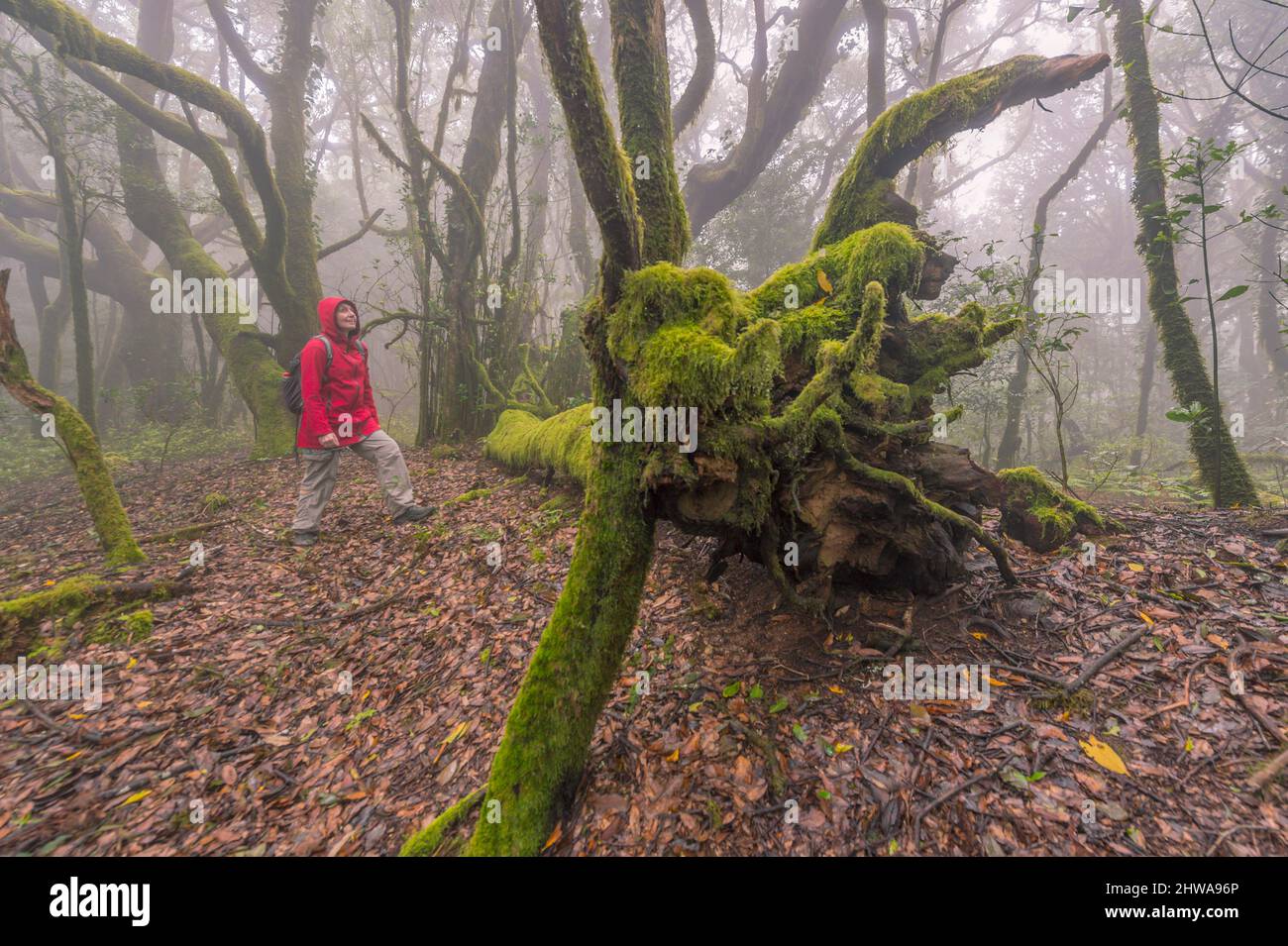 Hiker at the laurel forest in the Garajonay National Park, Canary Islands, La Gomera, Garajonay National Park Stock Photo