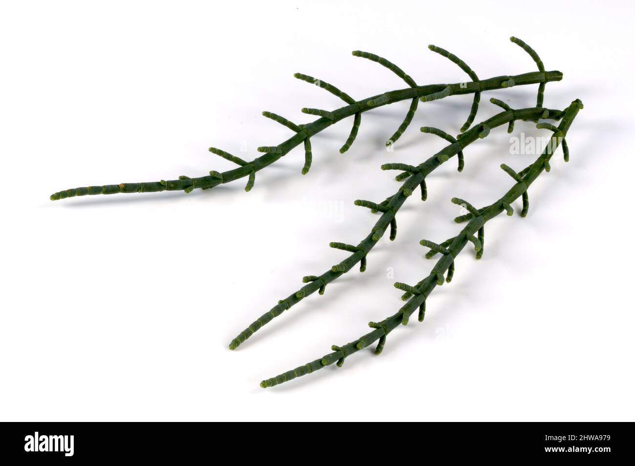 Slender grasswort, Glasswort, Common glasswort (Salicornia europaea), stems, cut out Stock Photo