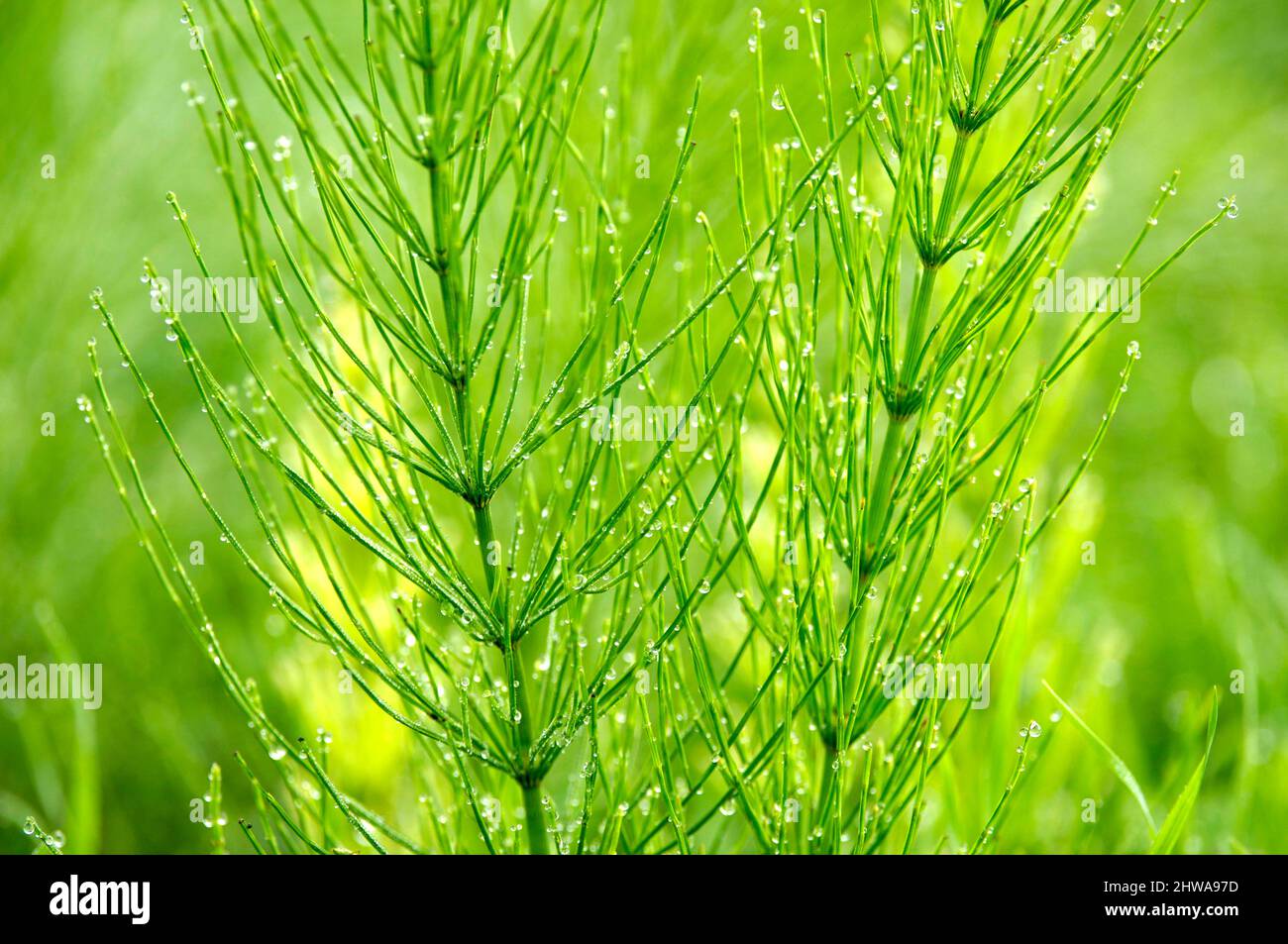 field horsetail (Equisetum arvense), stems with water drops, Germany