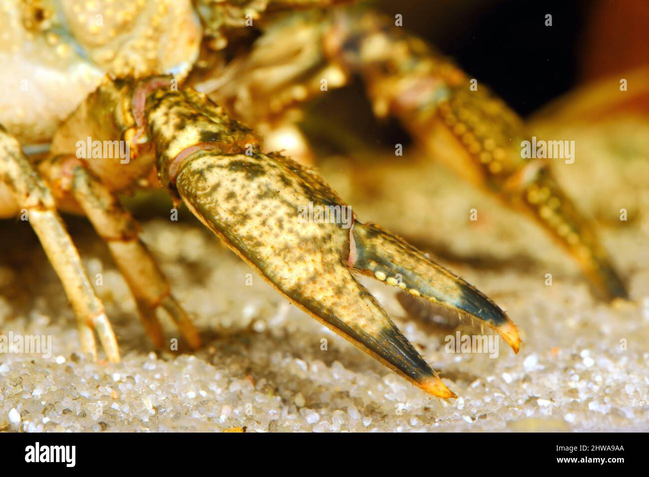 Spinycheek crayfish, American crayfish, American river crayfish, Striped crayfish (Orconectes limosus, Cambarus affinis), pincer, detail, Germany, Stock Photo