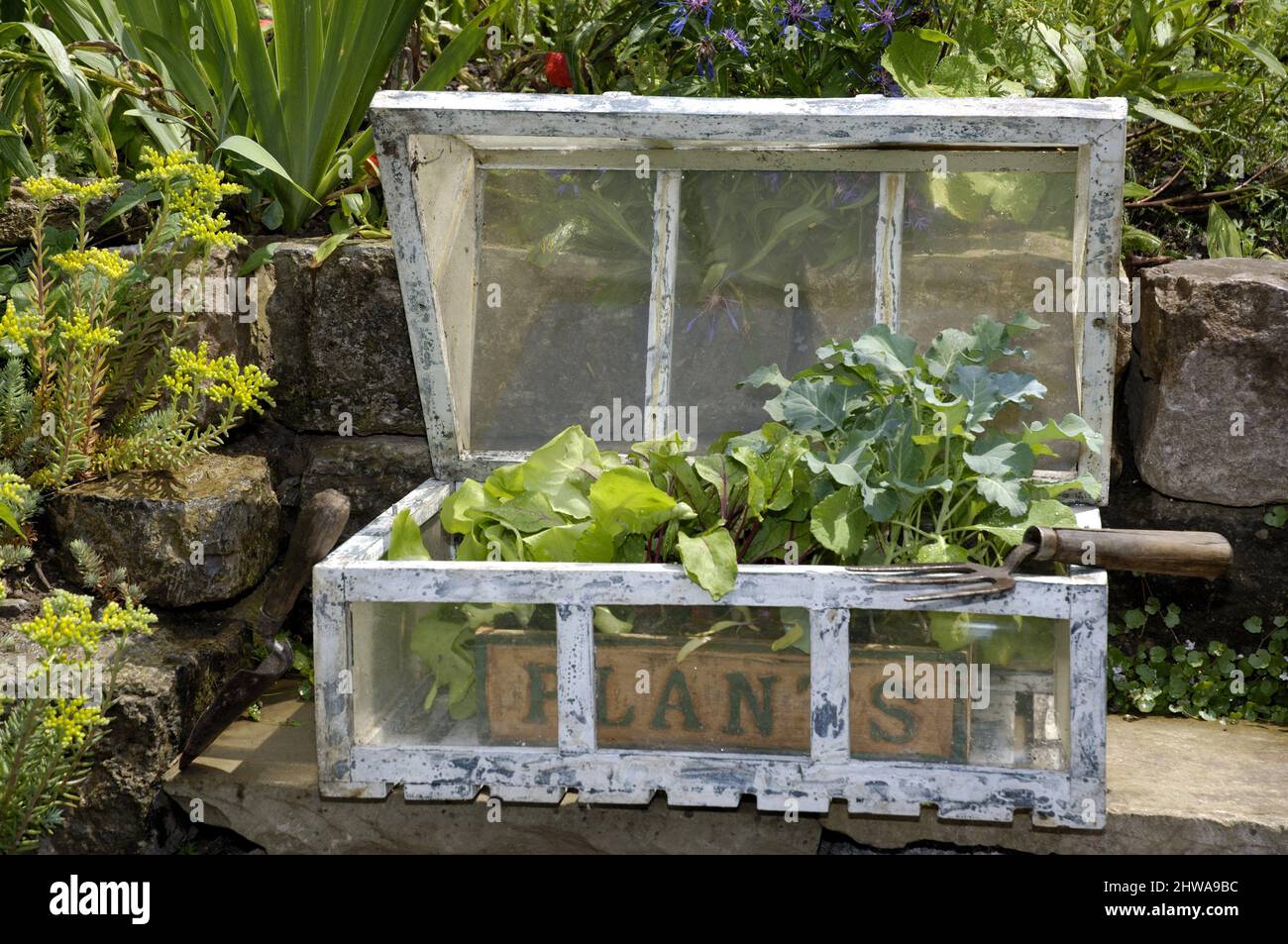 Young vegetable plants in a cold frame Stock Photo