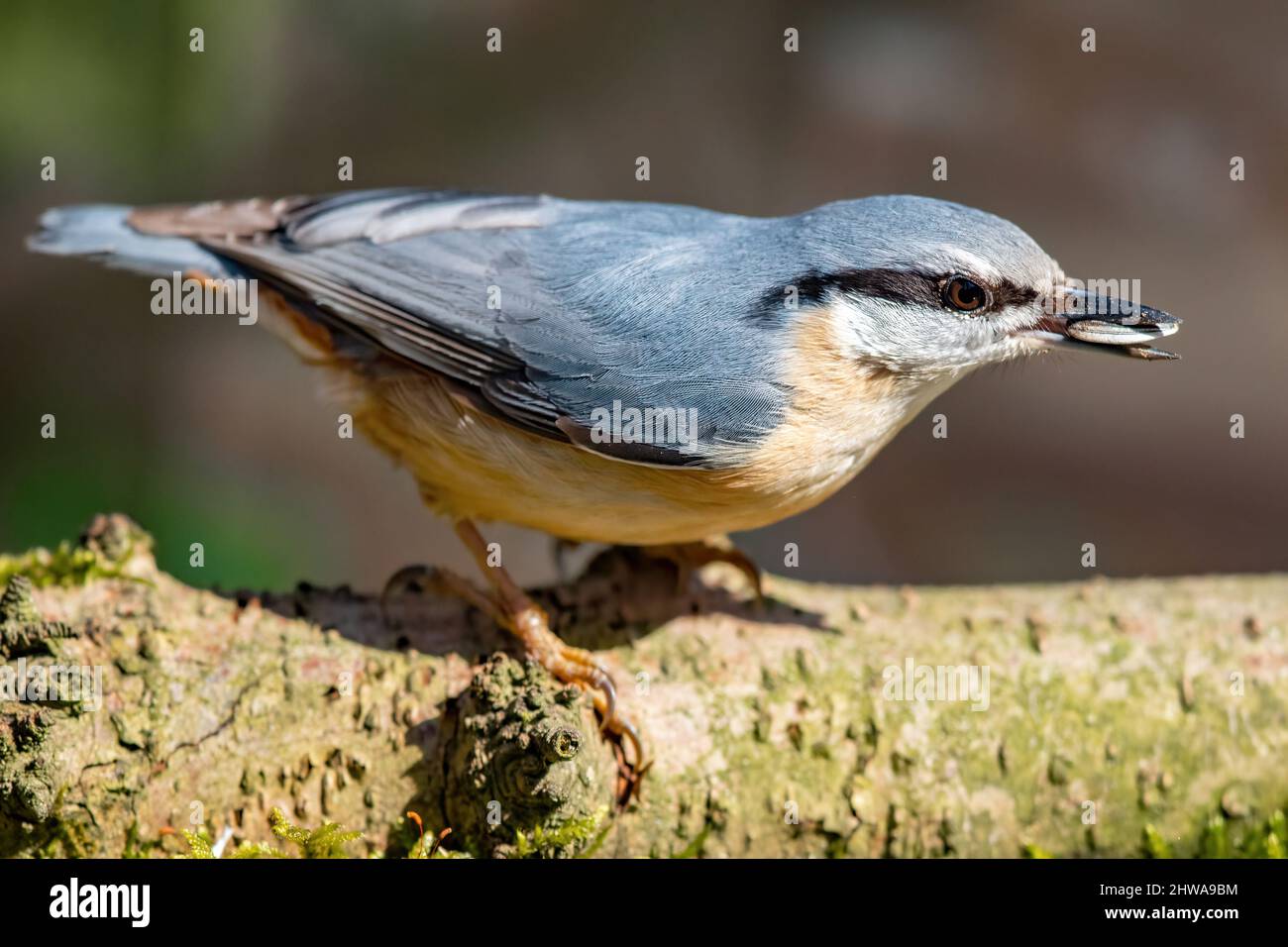 Eurasian nuthatch (Sitta europaea), perched on a branch with a seed in its bill, Germany Stock Photo