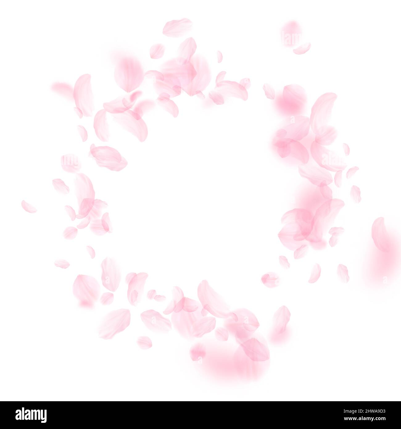 Sakura petals falling down. Romantic pink flowers vignette. Flying petals on white square background. Love, romance concept. Fabulous wedding invitati Stock Photo