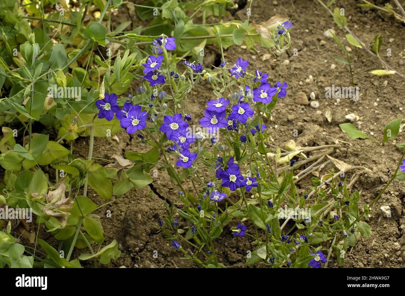 large venus's-looking-glass (Legousia speculum-veneris), blooming, rare field weed, Germany Stock Photo