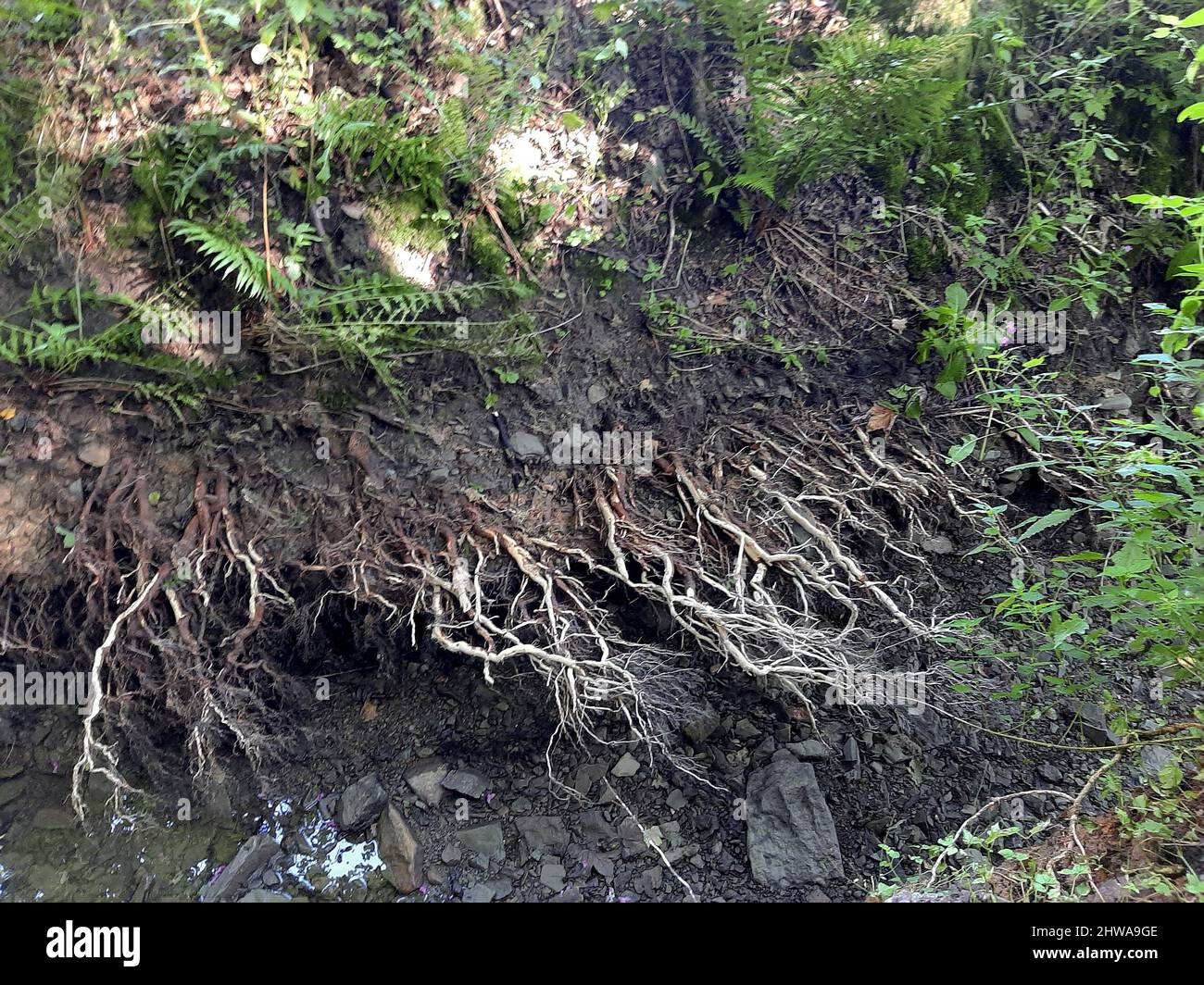 common alder, black alder, European alder (Alnus glutinosa), roots flushed free by floodwaters along a brook , Germany Stock Photo