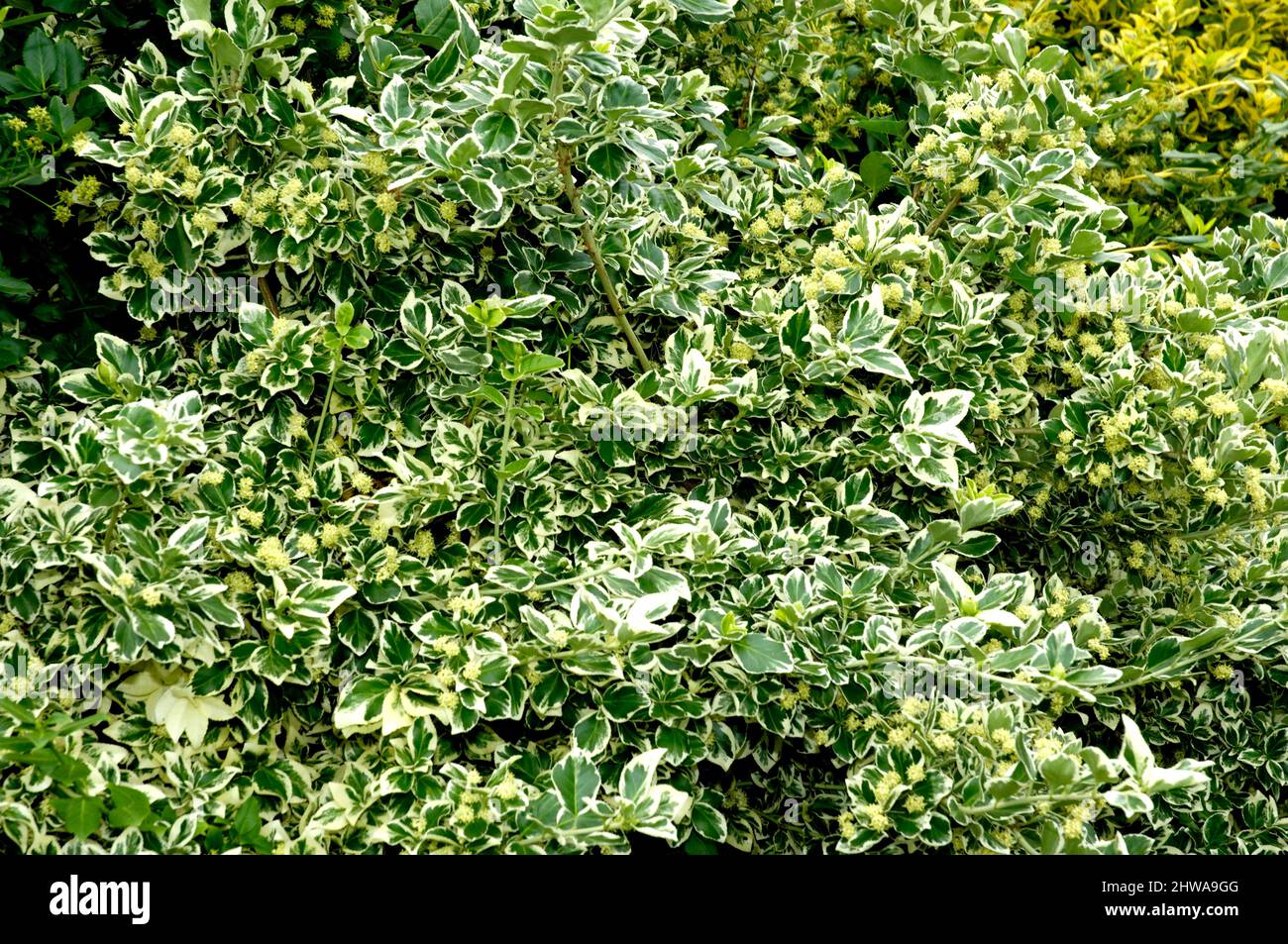 climbing euonymus, wintercreeper euonymus, winter-creeper (Euonymus fortunei 'Emerald Gaiety', Euonymus fortunei Emerald Gaiety), cultivar Emerald Stock Photo
