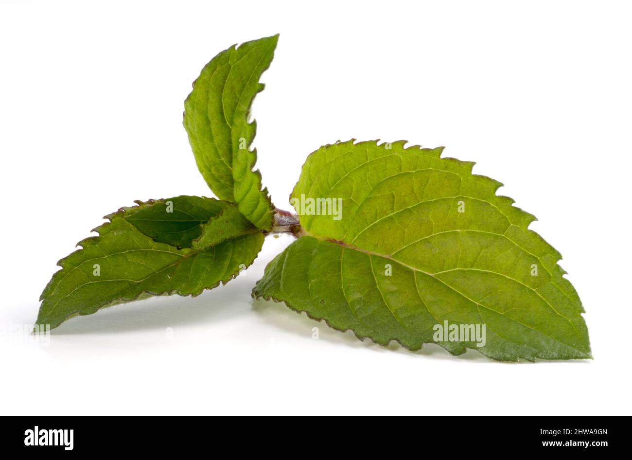 Multimentha Mint, peppermint, hybrid-peppermint (Mentha x piperita, Mentha piperita, M. aquatica x M. spicata), leaves, cut out Stock Photo