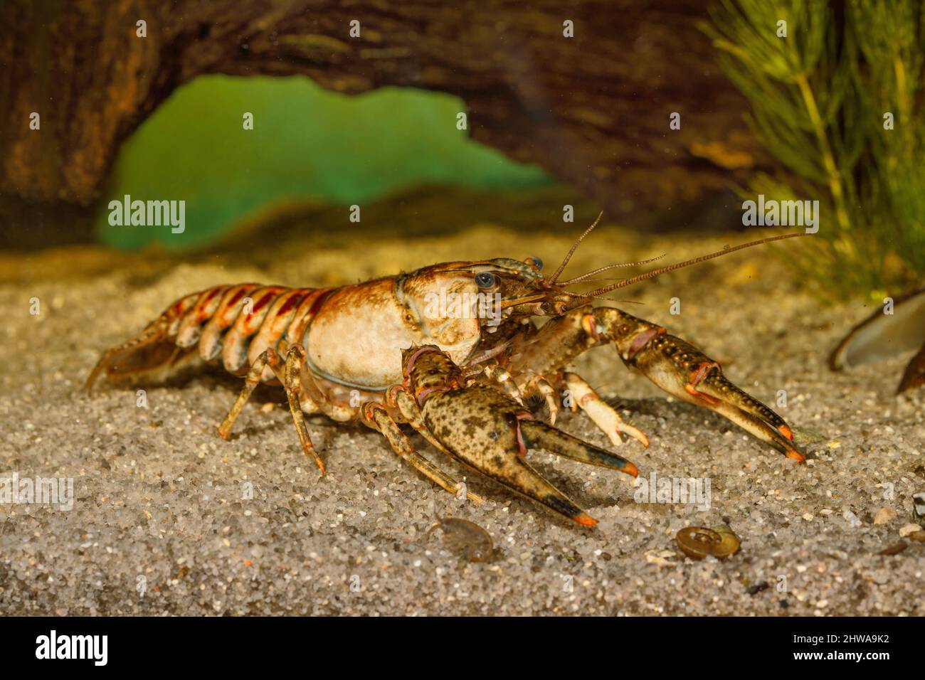 Spinycheek crayfish, American crayfish, American river crayfish, Striped crayfish (Orconectes limosus, Cambarus affinis), on sandy ground, Germany, Stock Photo