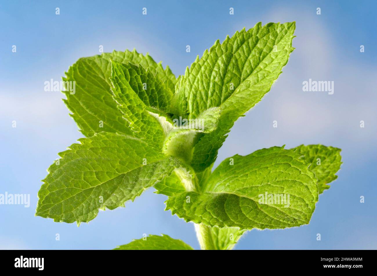 apple mint, pineapple mint, woolly mint, roundleafed mint (Mentha