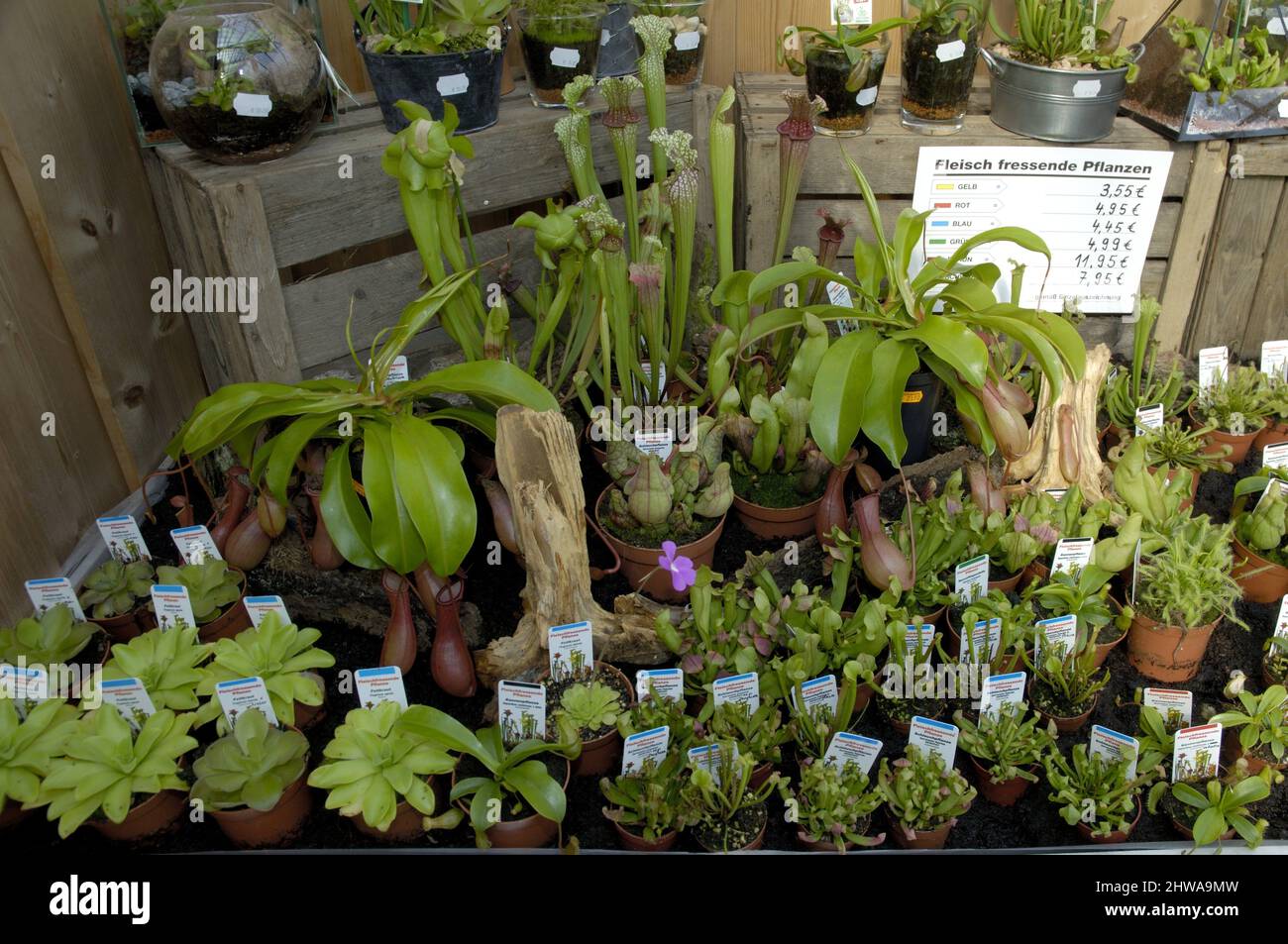 carnivorous plants to sell in a garden center, Germany Stock Photo