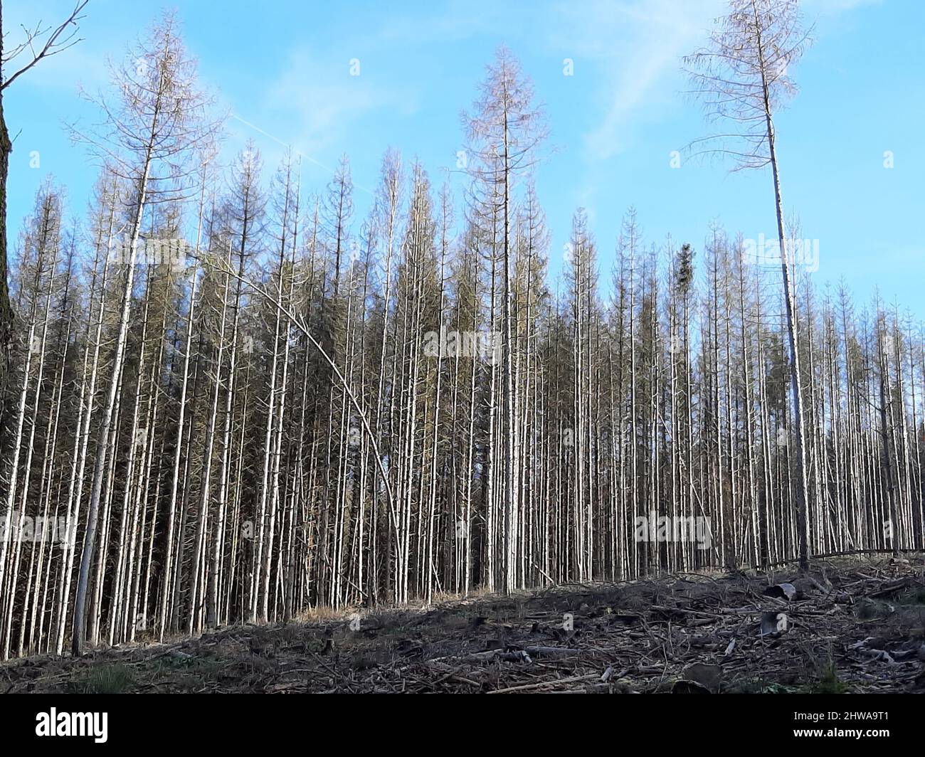 Norway Spruce Picea Abies Dead Spruces After Bark Beetle Infestation Germany Stock Photo Alamy