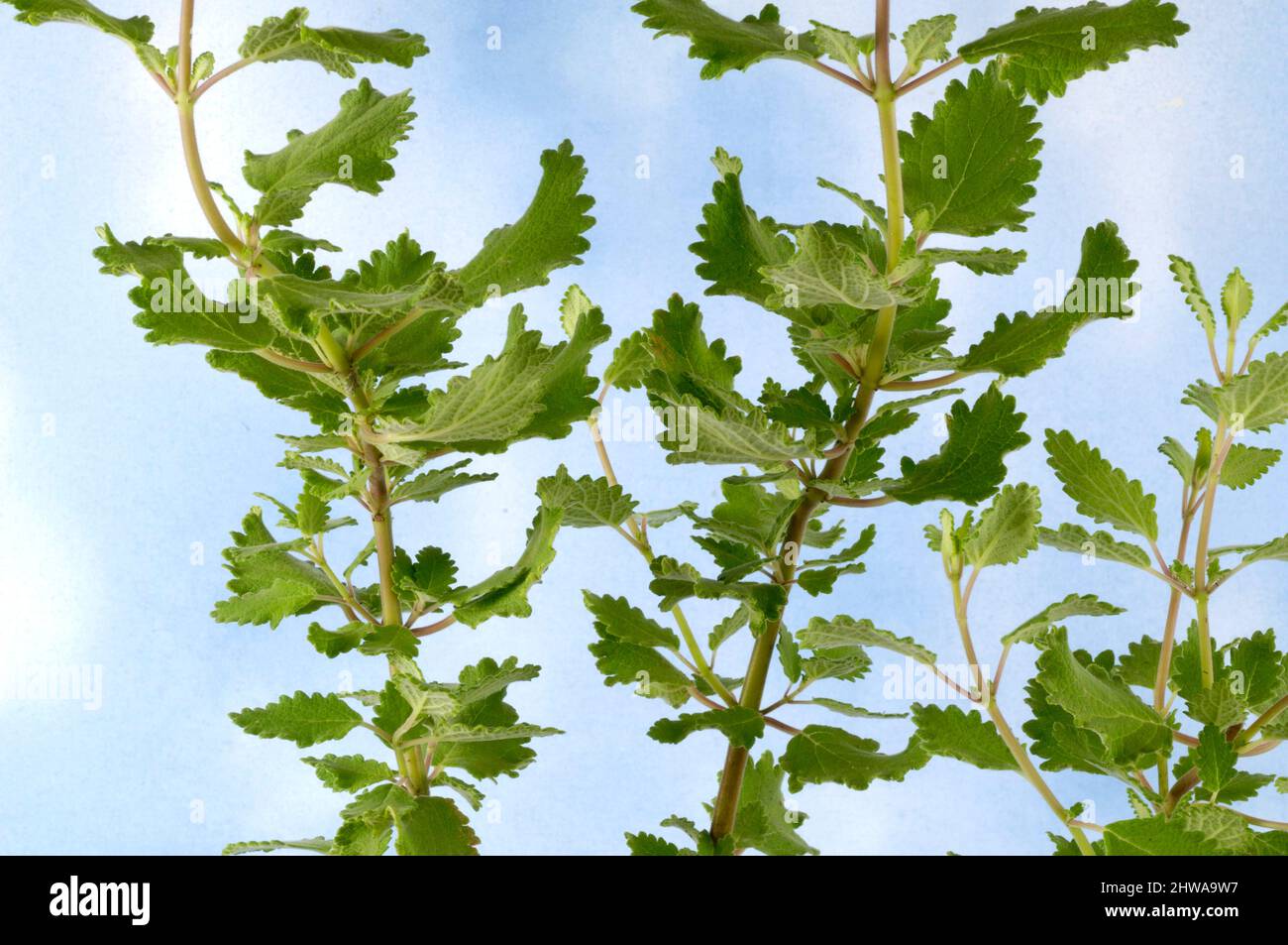 Iboza, Ginger Bush, Nutmeg Bush, Mochasma, Gemmerbos, Watersalie (Iboza riparia, Tetradenia riparia), stems against blue sky Stock Photo