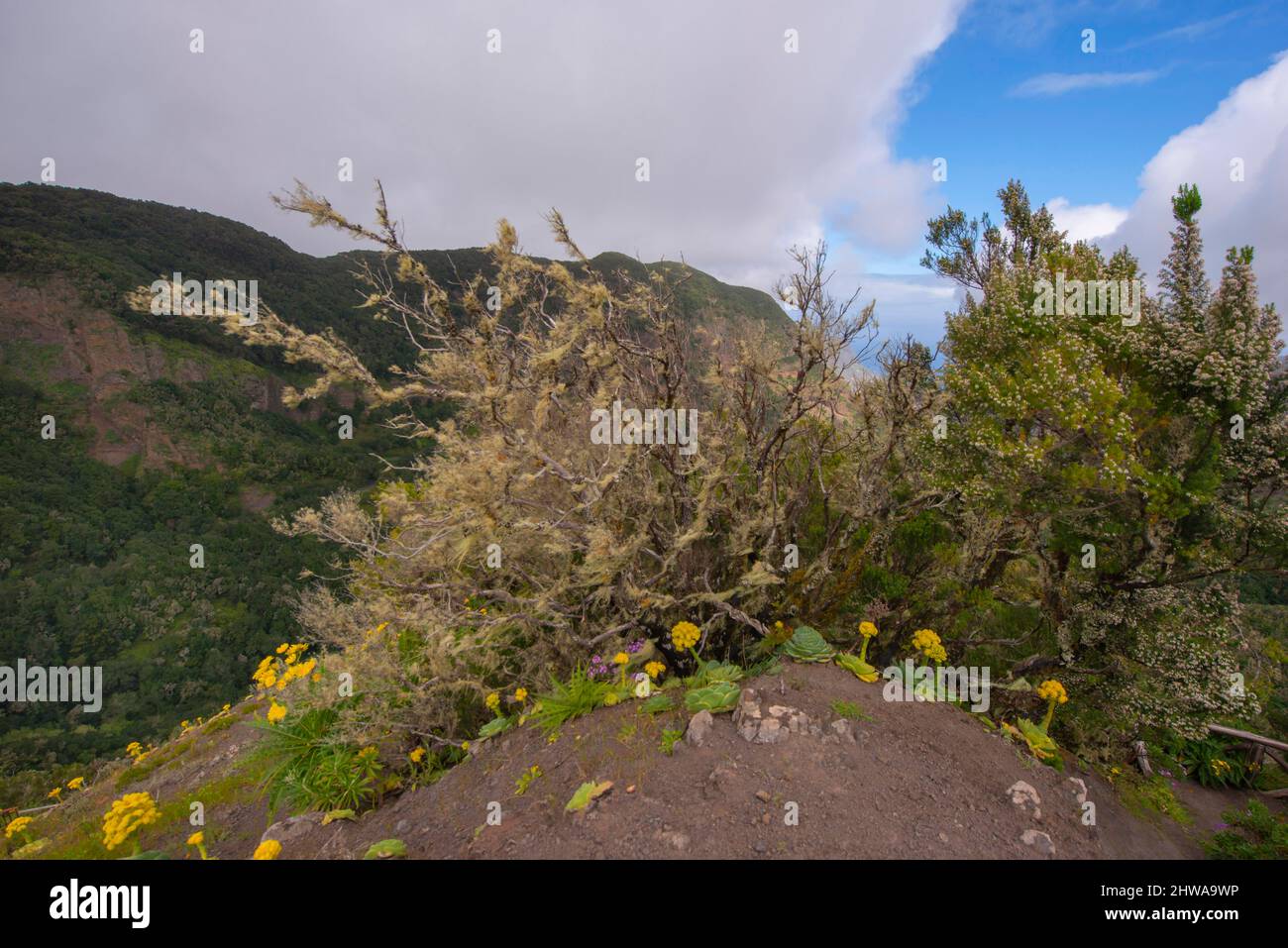 sow thistles (Sonchus) and Pericallis, Canary Islands, La Gomera, Garajonay National Park Stock Photo