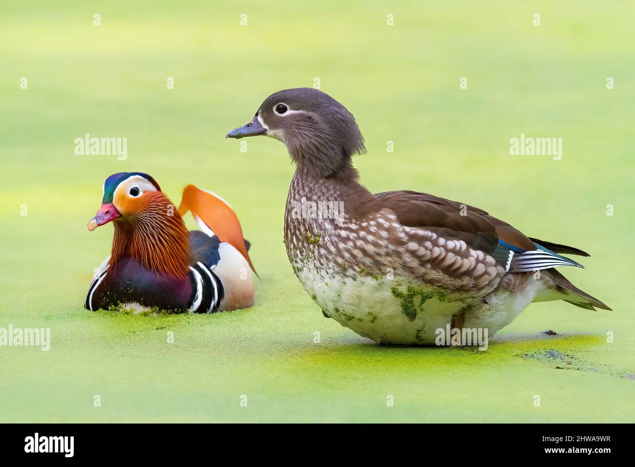 mandarin duck (Aix galericulata), couple in shallow water with duckweeds, Germany Stock Photo