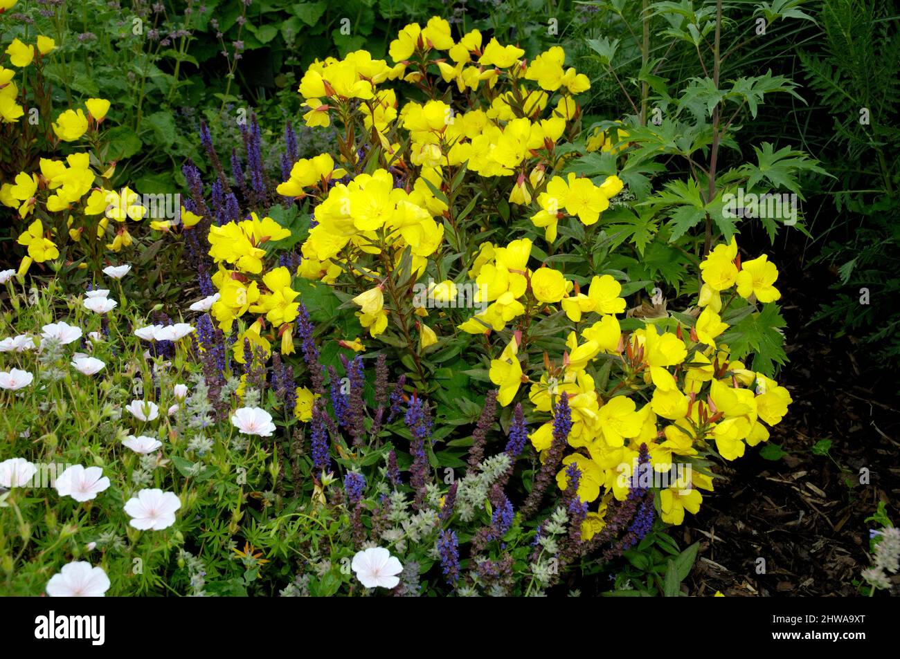 Sundrops, Narrow-leaved sundrops, Golden sundrops, Narrowleaf evening-primrose, Shrubby sundrop (Oenothera fruticosa, Oenothera tetragona), blooming Stock Photo