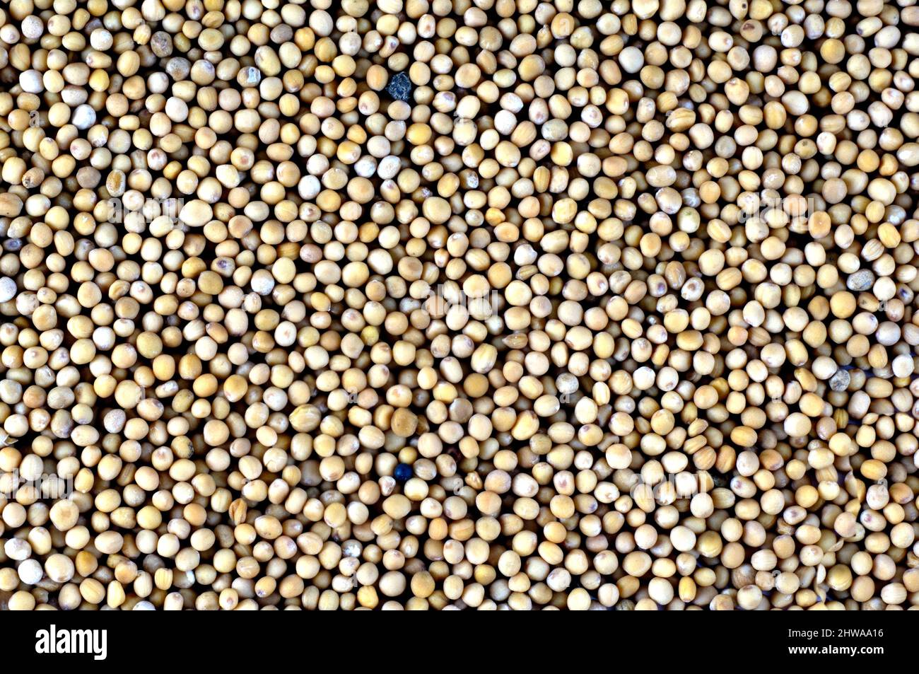 White mustard (Sinapis alba, Brassica alba), seeds Stock Photo Alamy