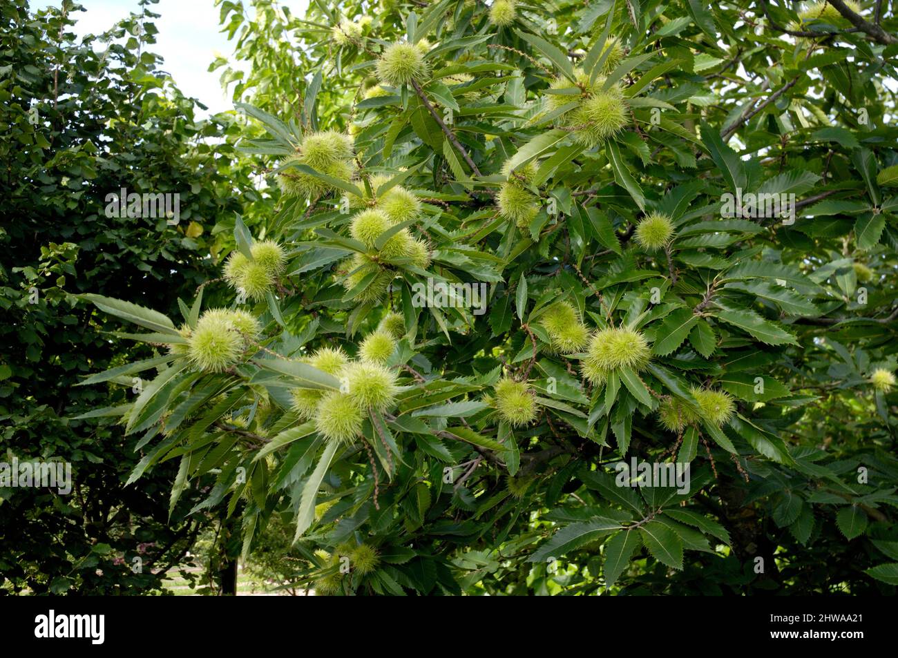 Spanish chestnut, sweet chestnut (Castanea sativa), fruits on a tree, Germany Stock Photo