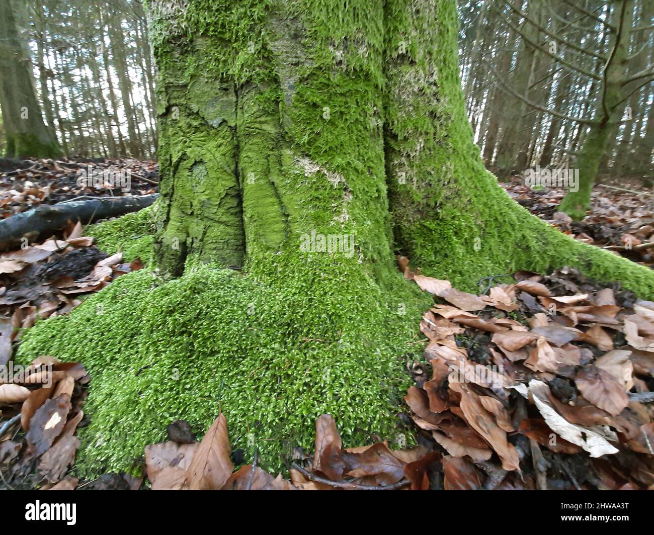 Cypress-leaved plait-moss, Hypnum moss (Hypnum cupressiforme), Foot of a beech trunk with green algae and moss, Germany Stock Photo