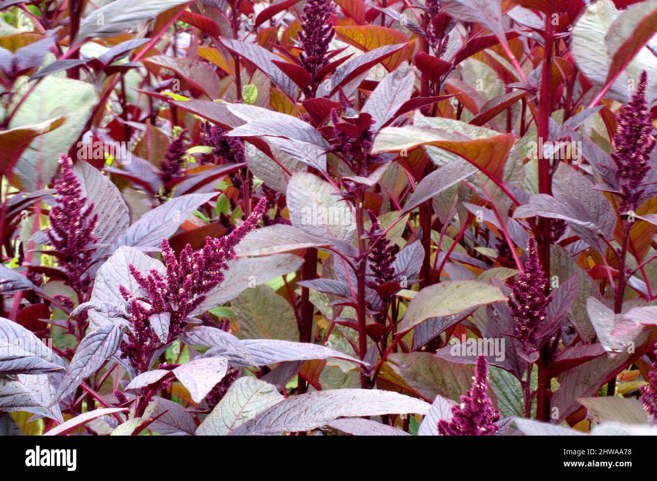 Prince-of-Wales feather, prince's-feather (Amaranthus hypochondriacus), blooming Stock Photo