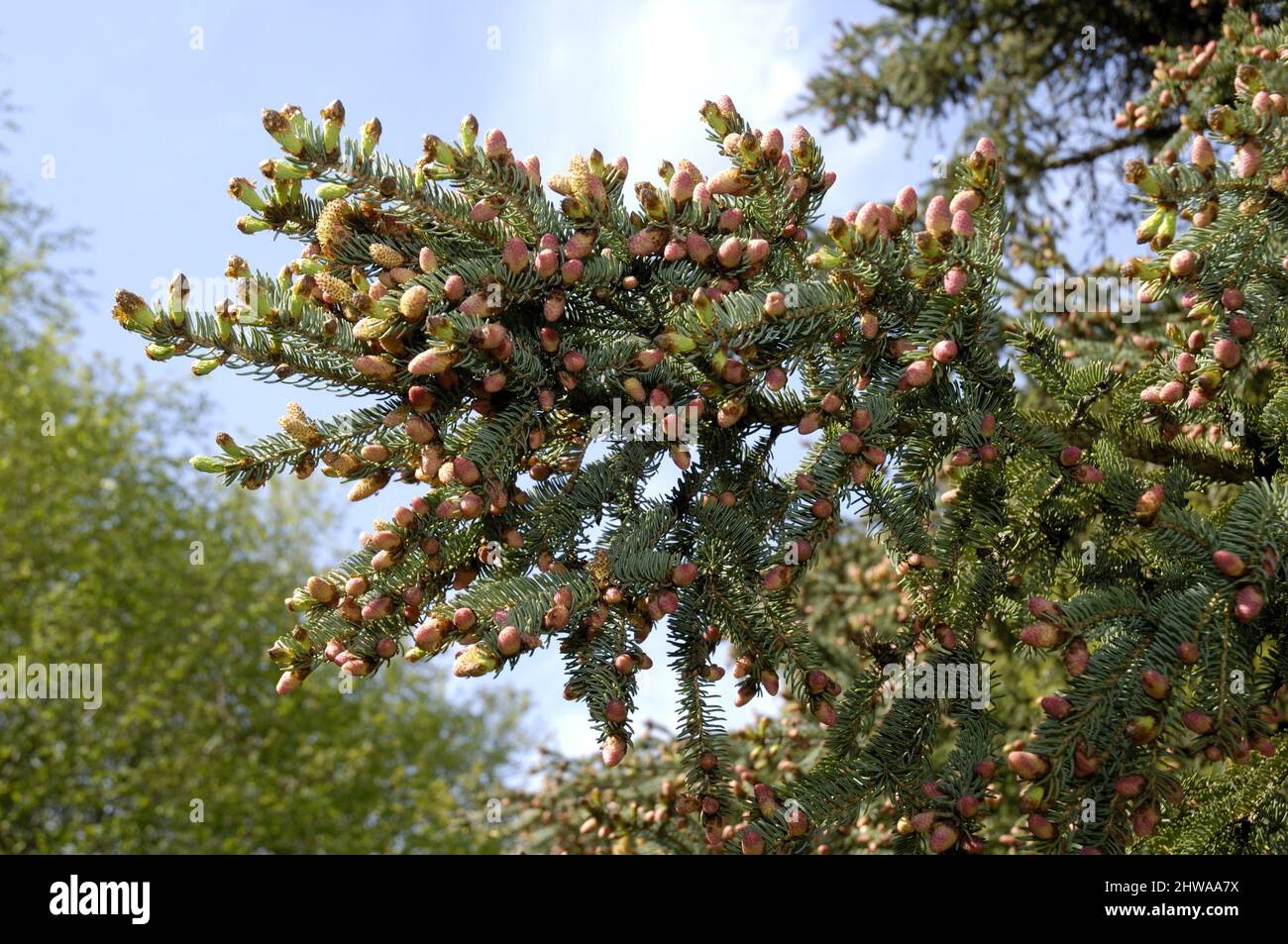 cat spruce, skunk spruce, white spruce, dwarf Alberta spruce (Picea glauca), branch with mal flowers Stock Photo